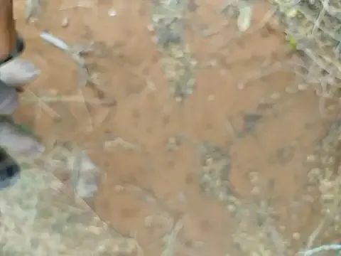 dears_pearlss – webcam model profile photo Image 7